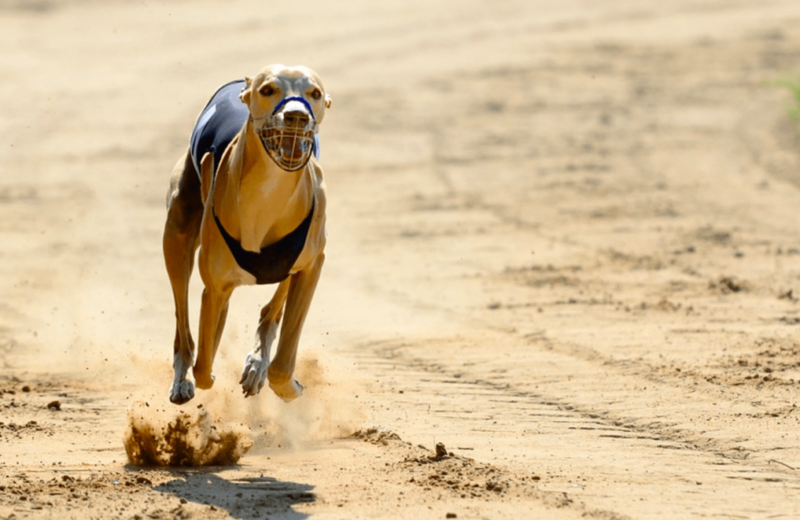 Droopys Nirvana надбягвания с хрътки bet365