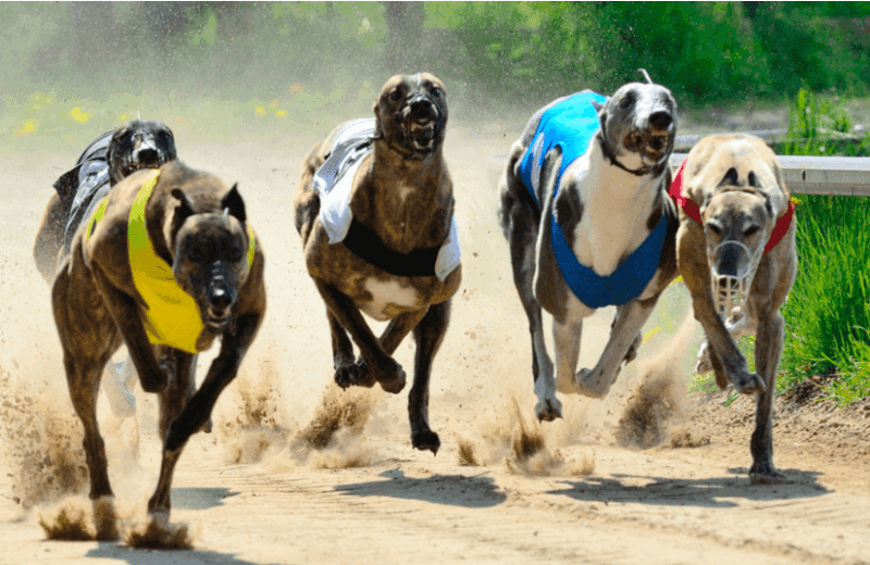 Mandura надбягвания с хрътки bet365