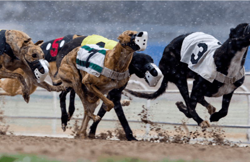 Coney Kuccini надбягвания с хрътки bet365
