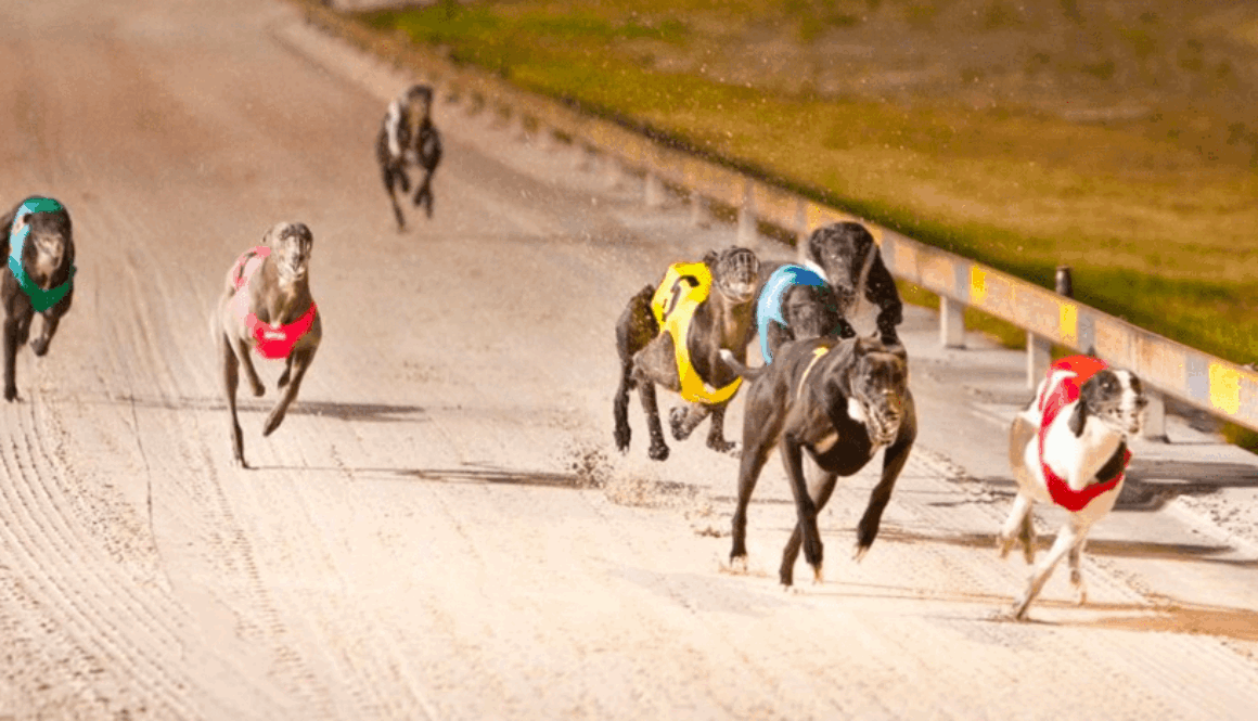 Albion Park надбягвания с хрътки bet365